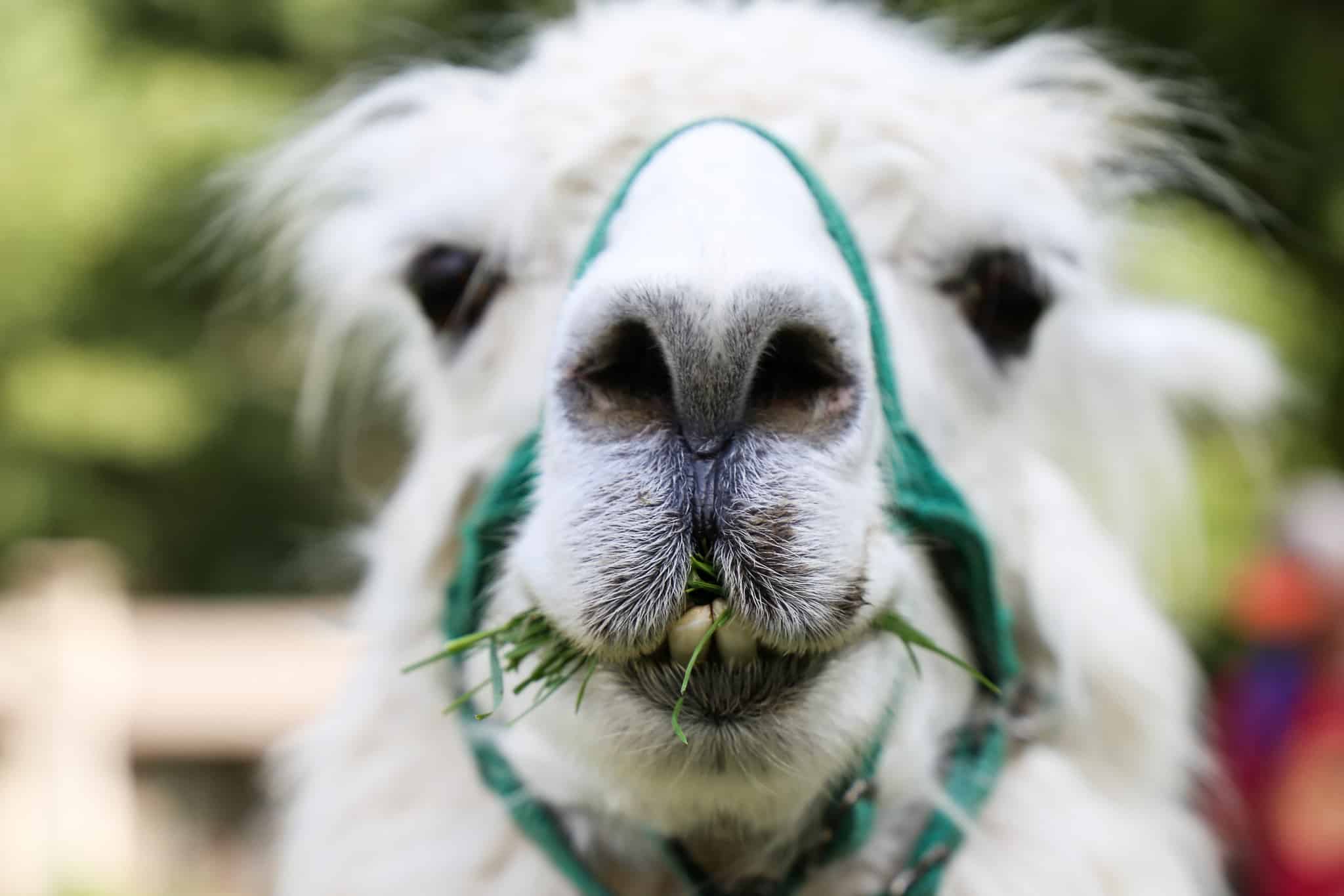 White Llama chewing