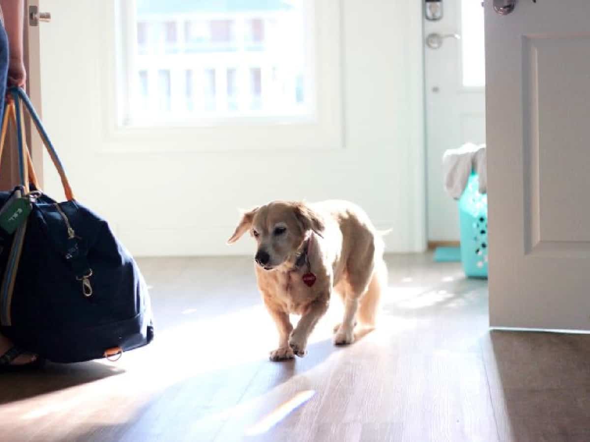 Dog in house at the beach.