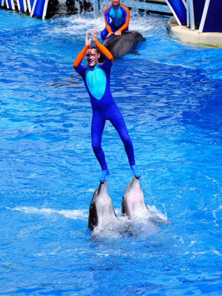 Dolphin performance at SeaWorld Orlando.