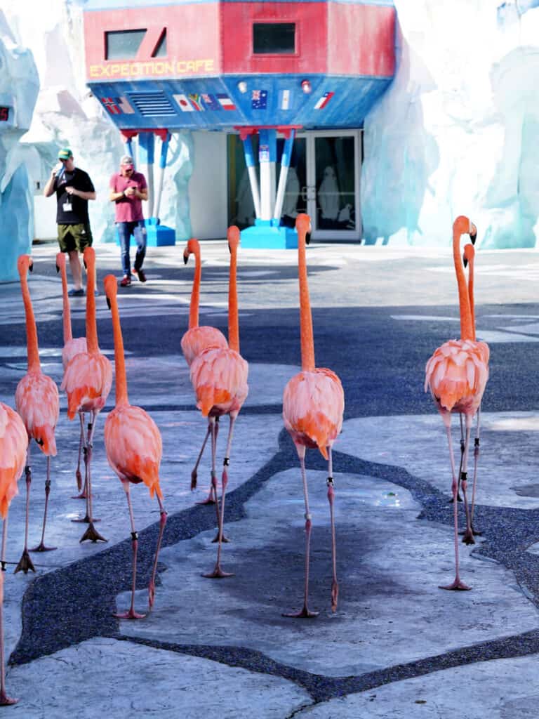 Flamingos walking near Expedition Cafe at SeaWorld Orlando.