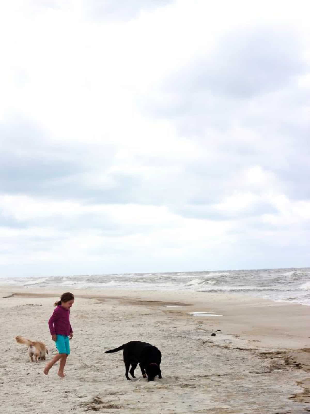 Child and dogs on the beach.