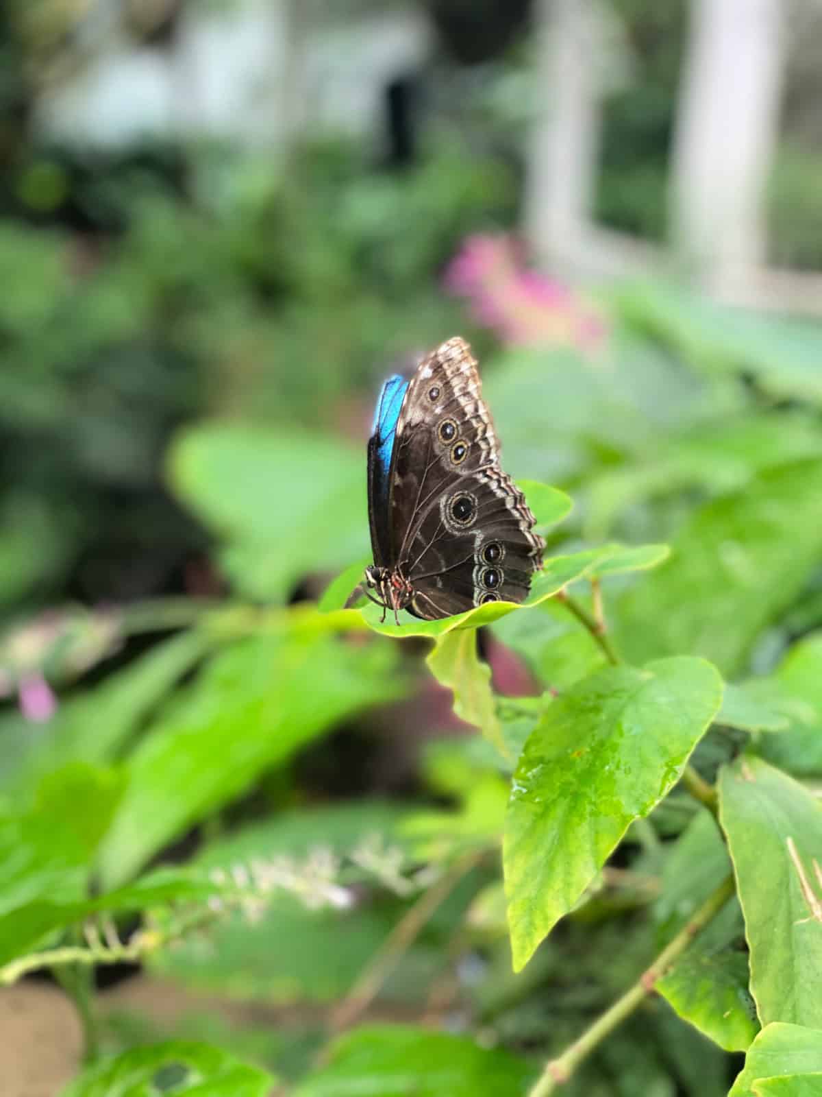 Brown butterfly sitting on a leaf.