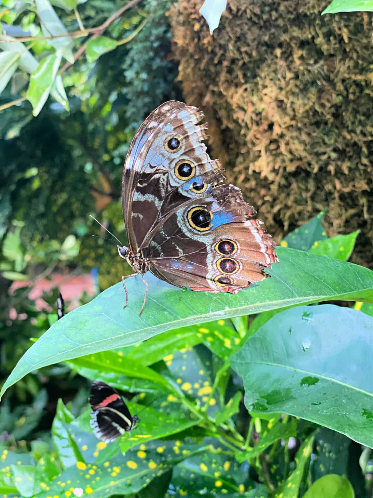 Brown butterfly with black spots that look like eyes.
