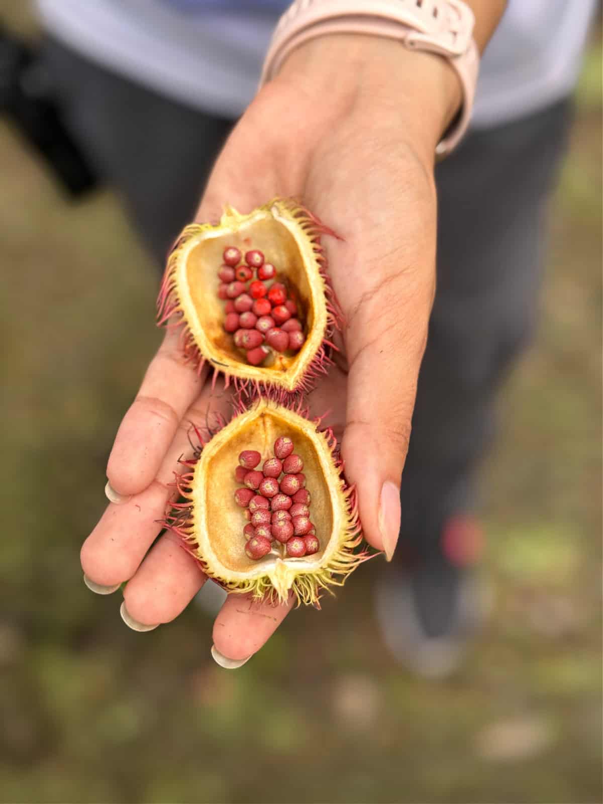 Woman holding an annatto pod cut in half.