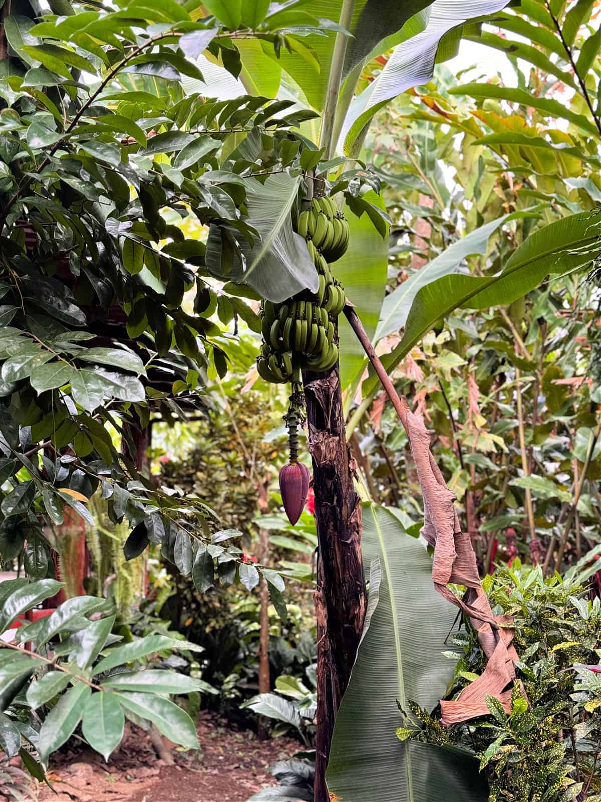 Green bananas on a banana tree.