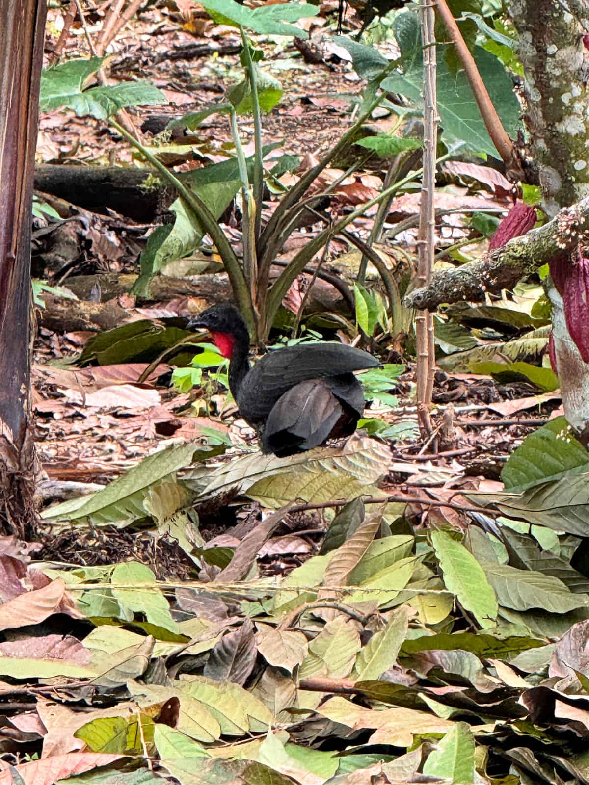 Wild bird walking among leaves on the ground.