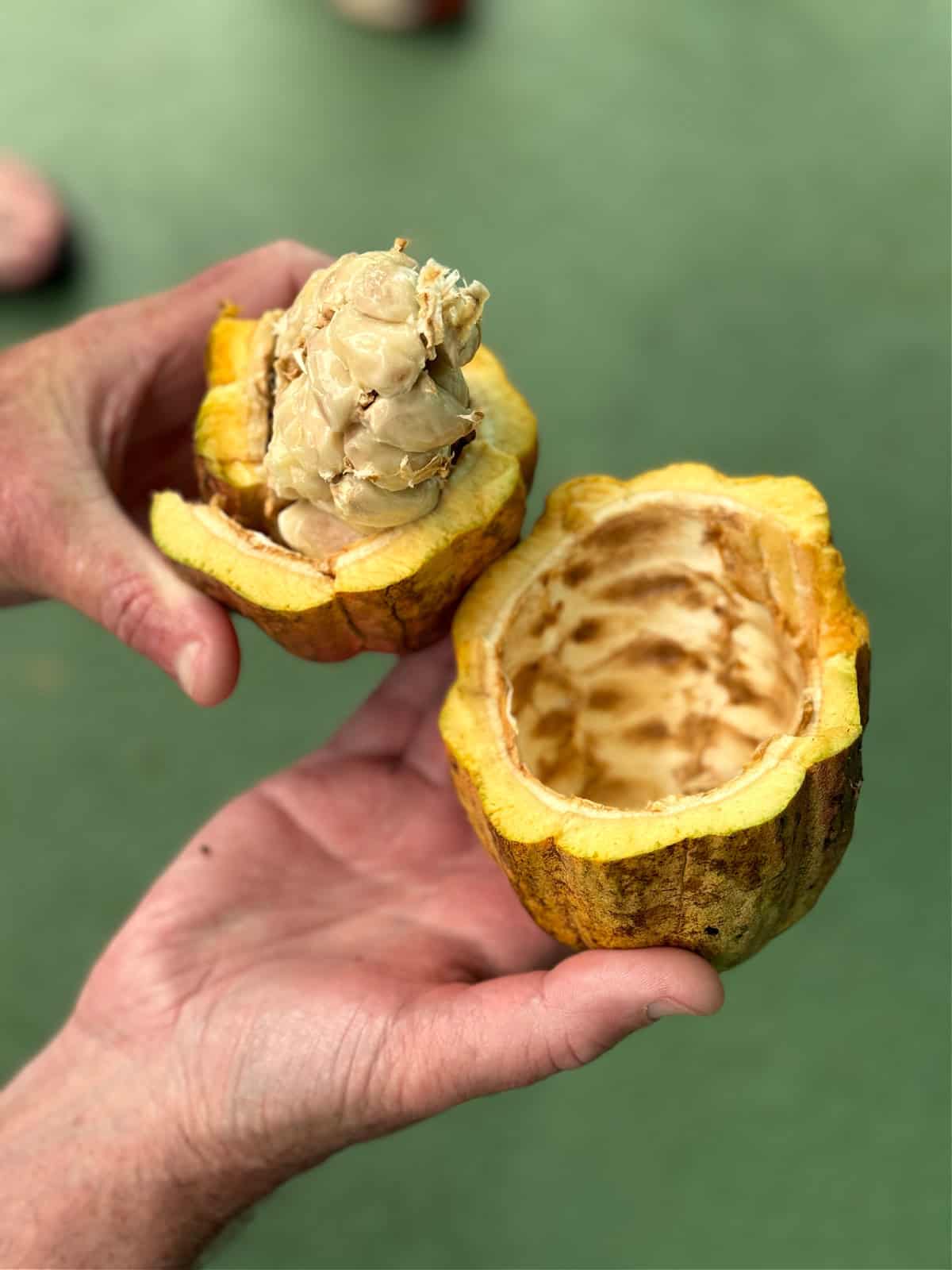 Man holding a freshly cut cacao pod showing the mucilage-covered beans.
