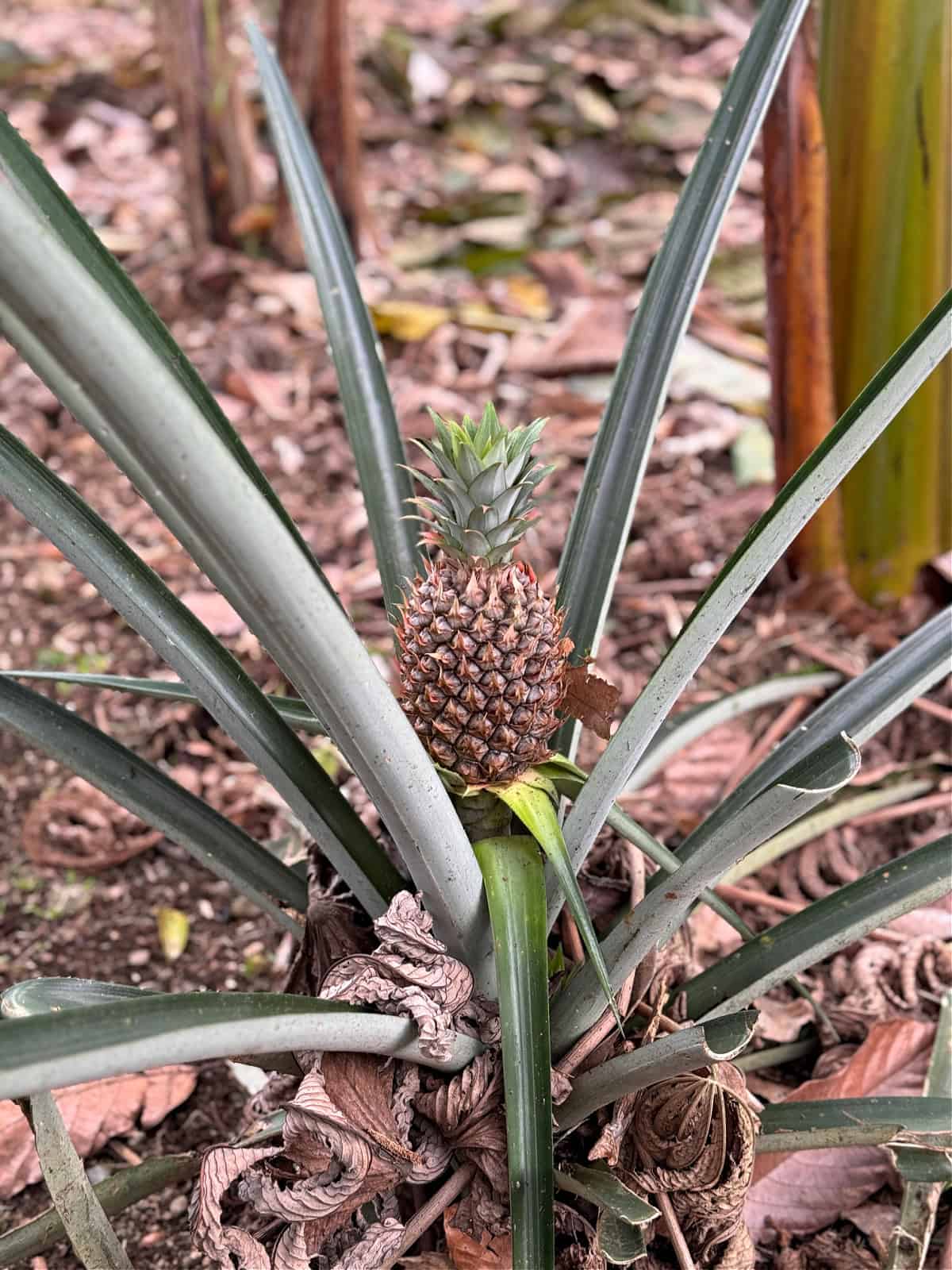 Small pineapple growing.