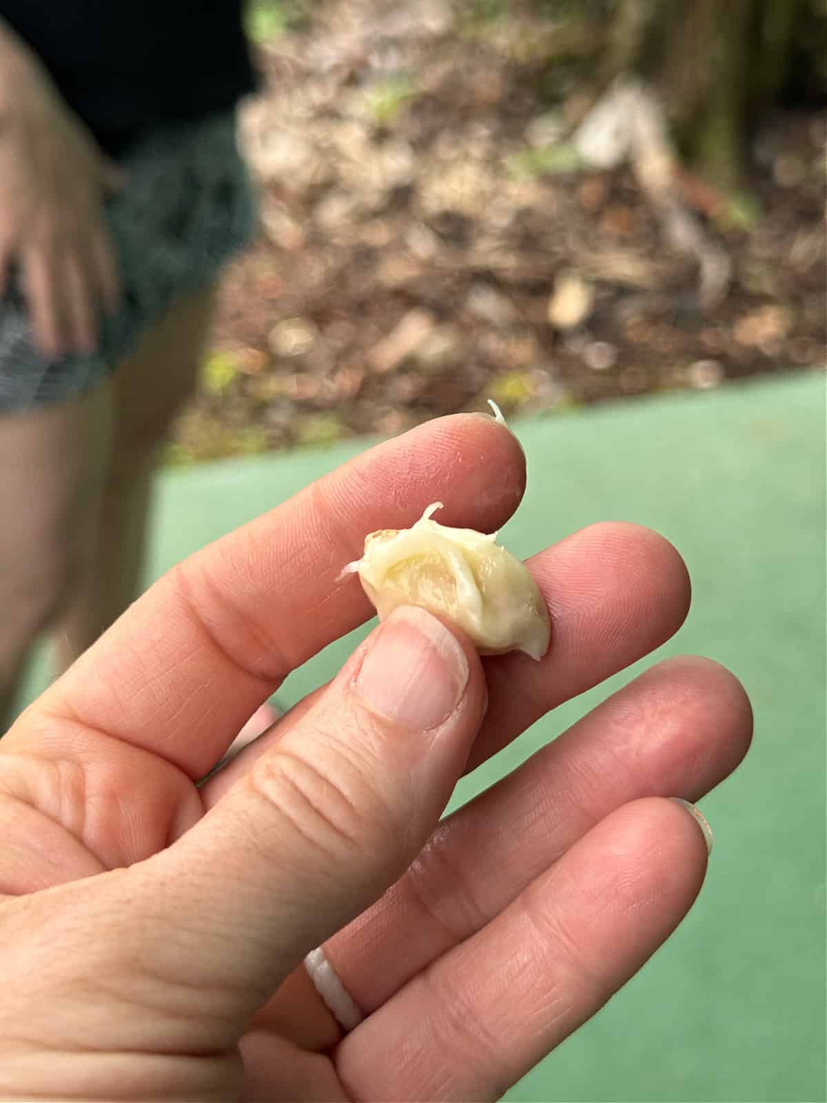 Raw cacao enveloped in mucilage.