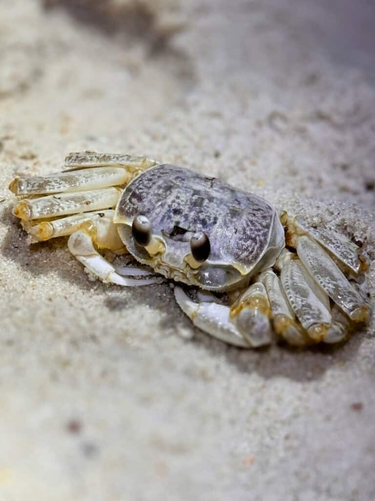 Sand crab.