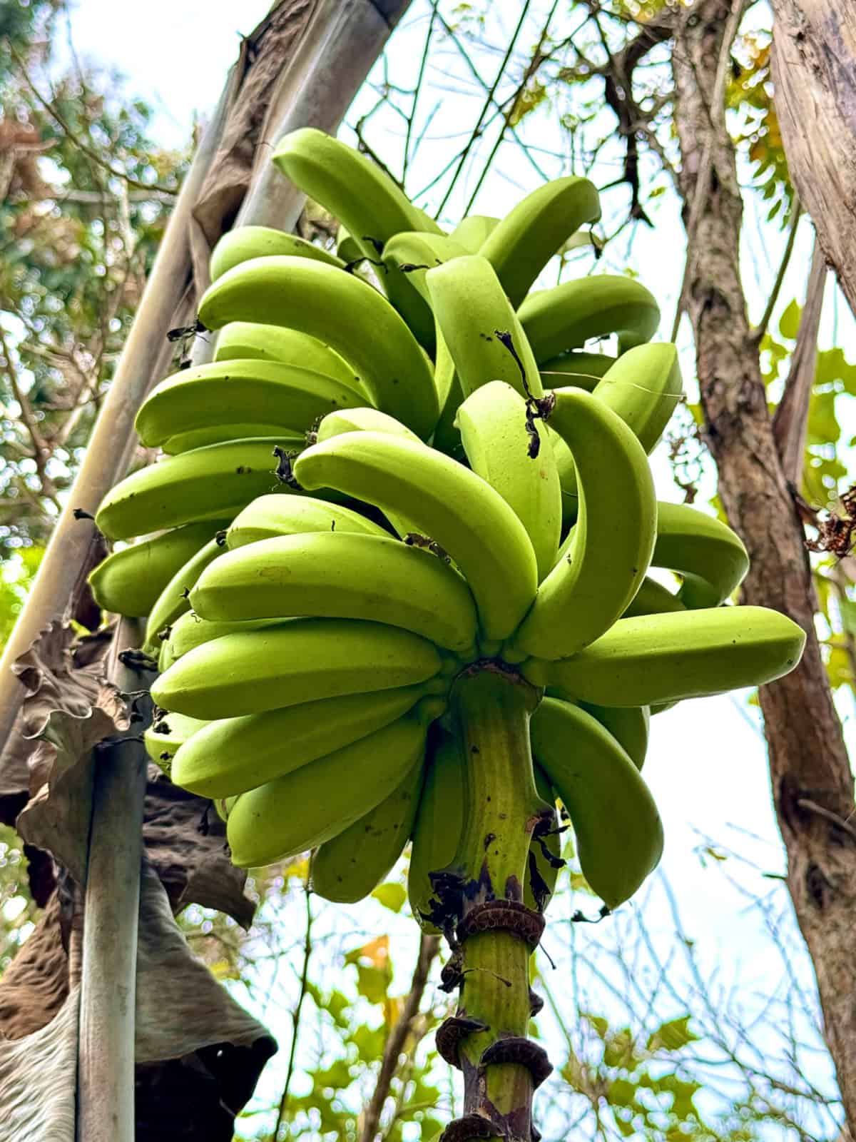 Green bananas growing naturally.