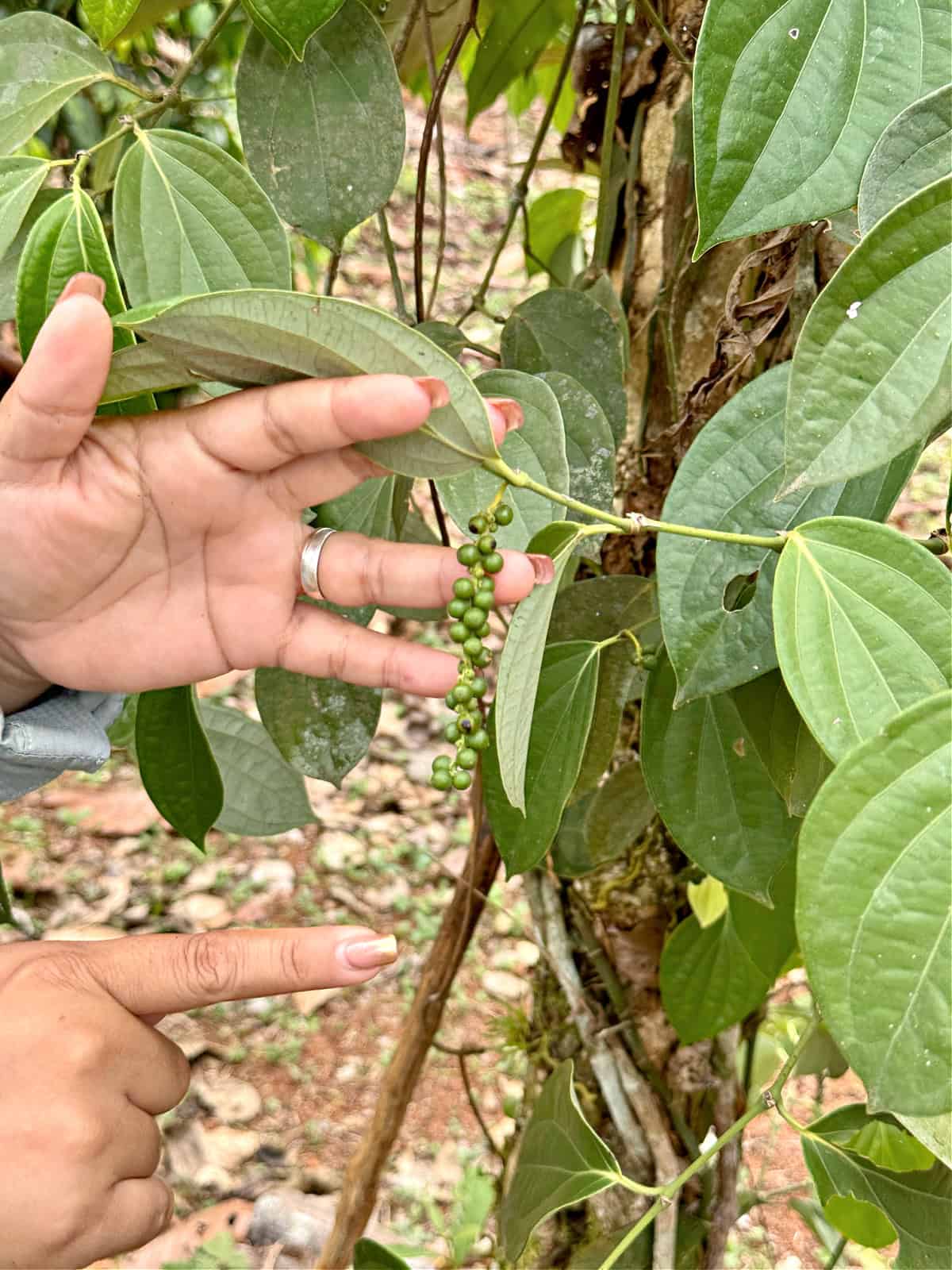 Woman pointing to green peppercorns growing on a vine.
