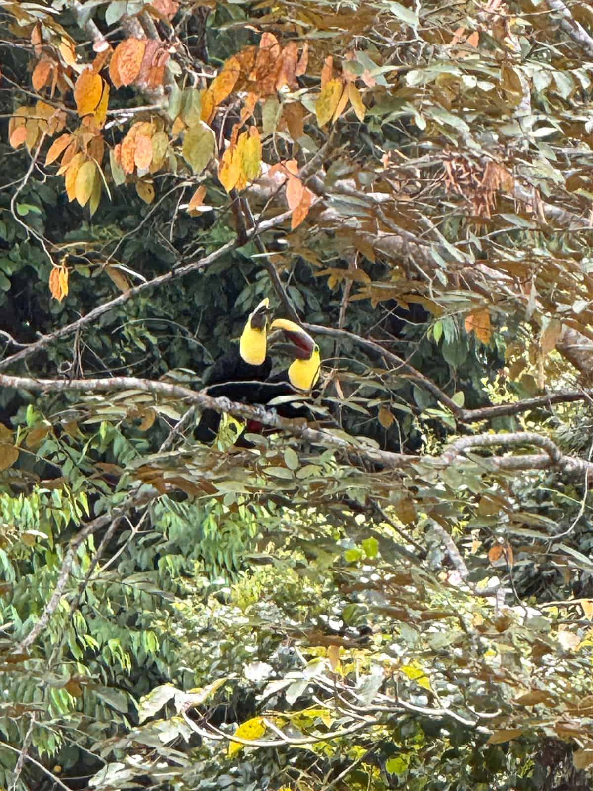 Two toucans sitting in a tree.