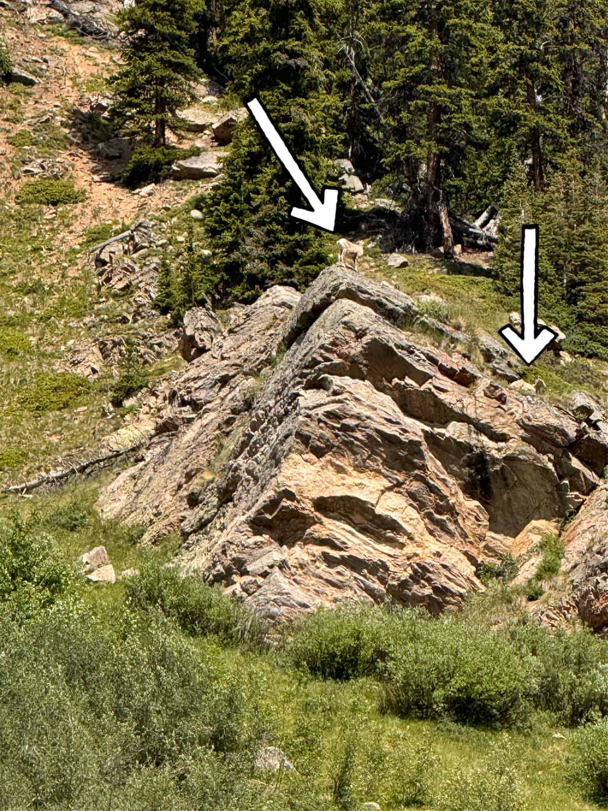 Arrows pointing to mountain goats.