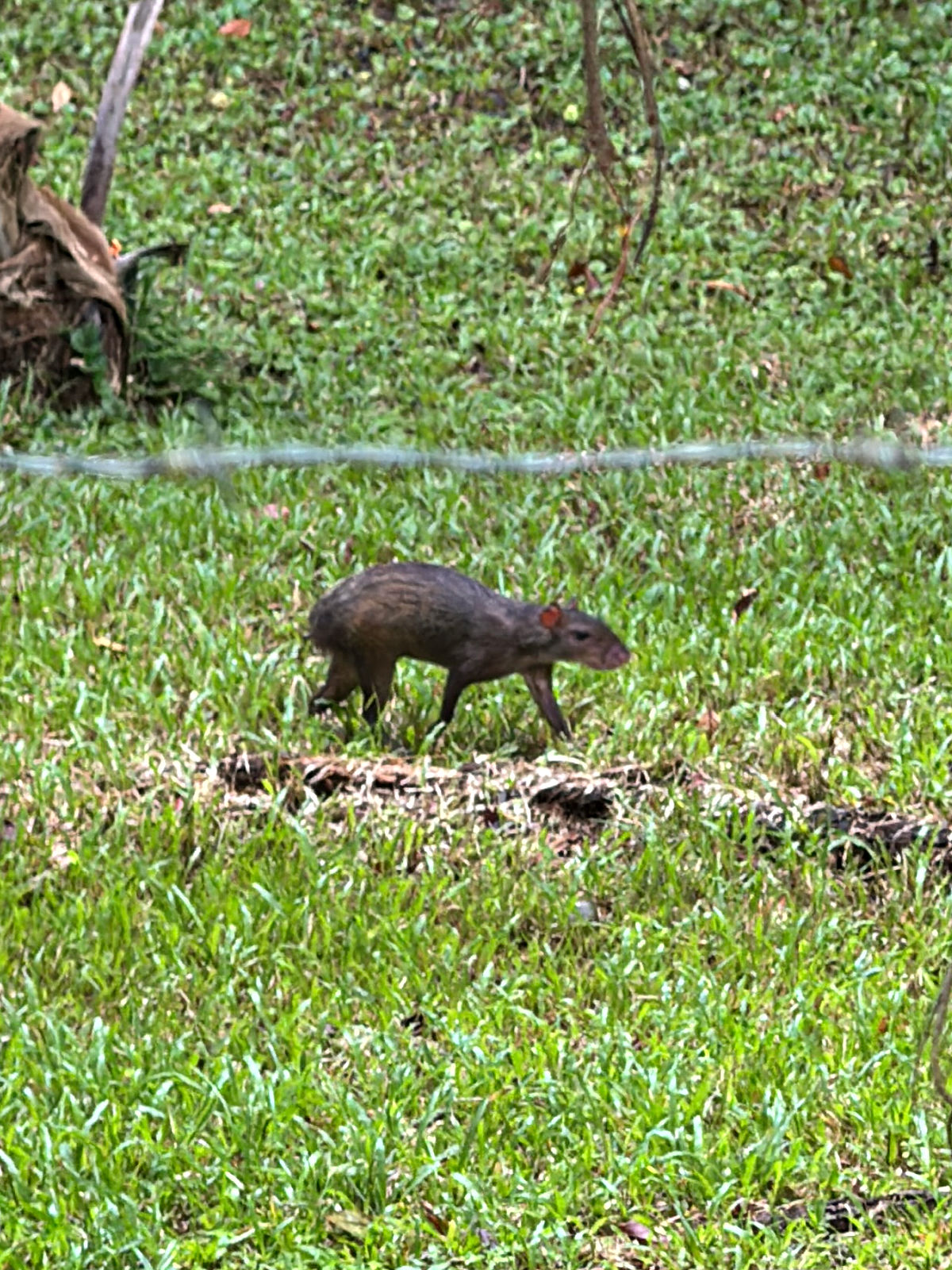 An agouti walking through bright green grass in Costa Rica, surrounded by lush vegetation.