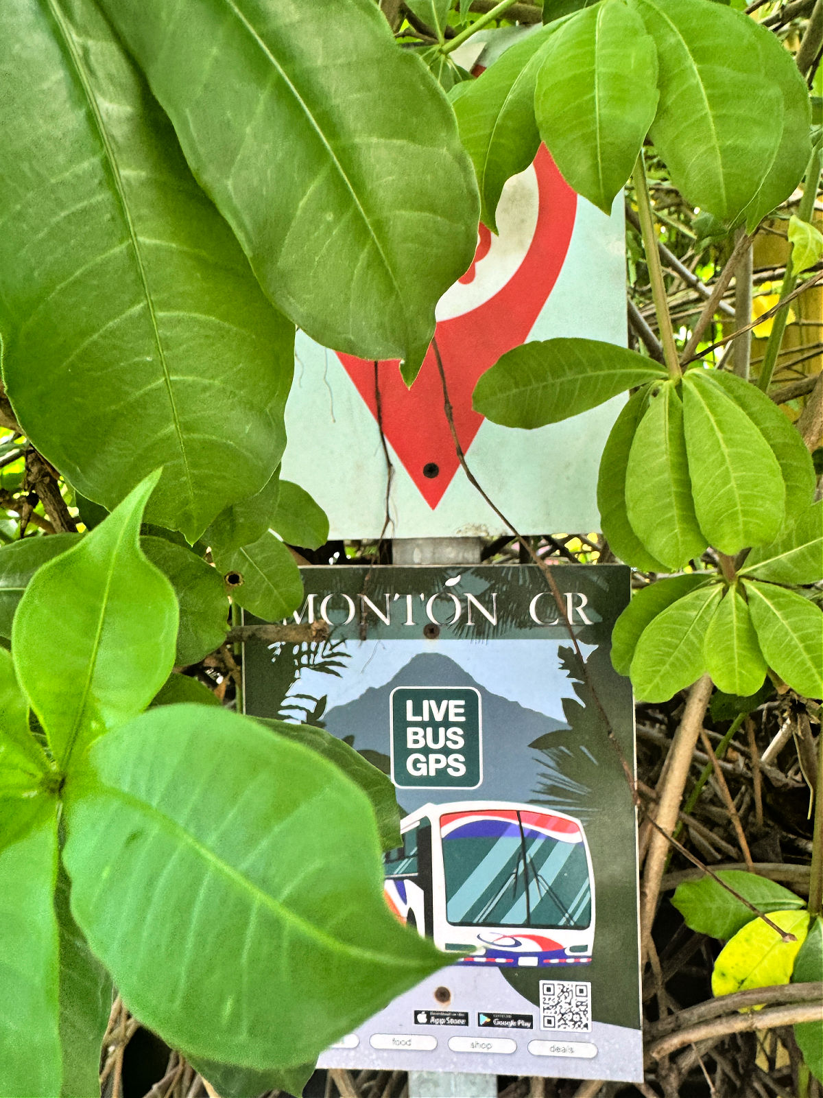 A Costa Rican bus stop sign partially covered by large green leaves, showing a ‘Live Bus GPS’ notice and QR code.