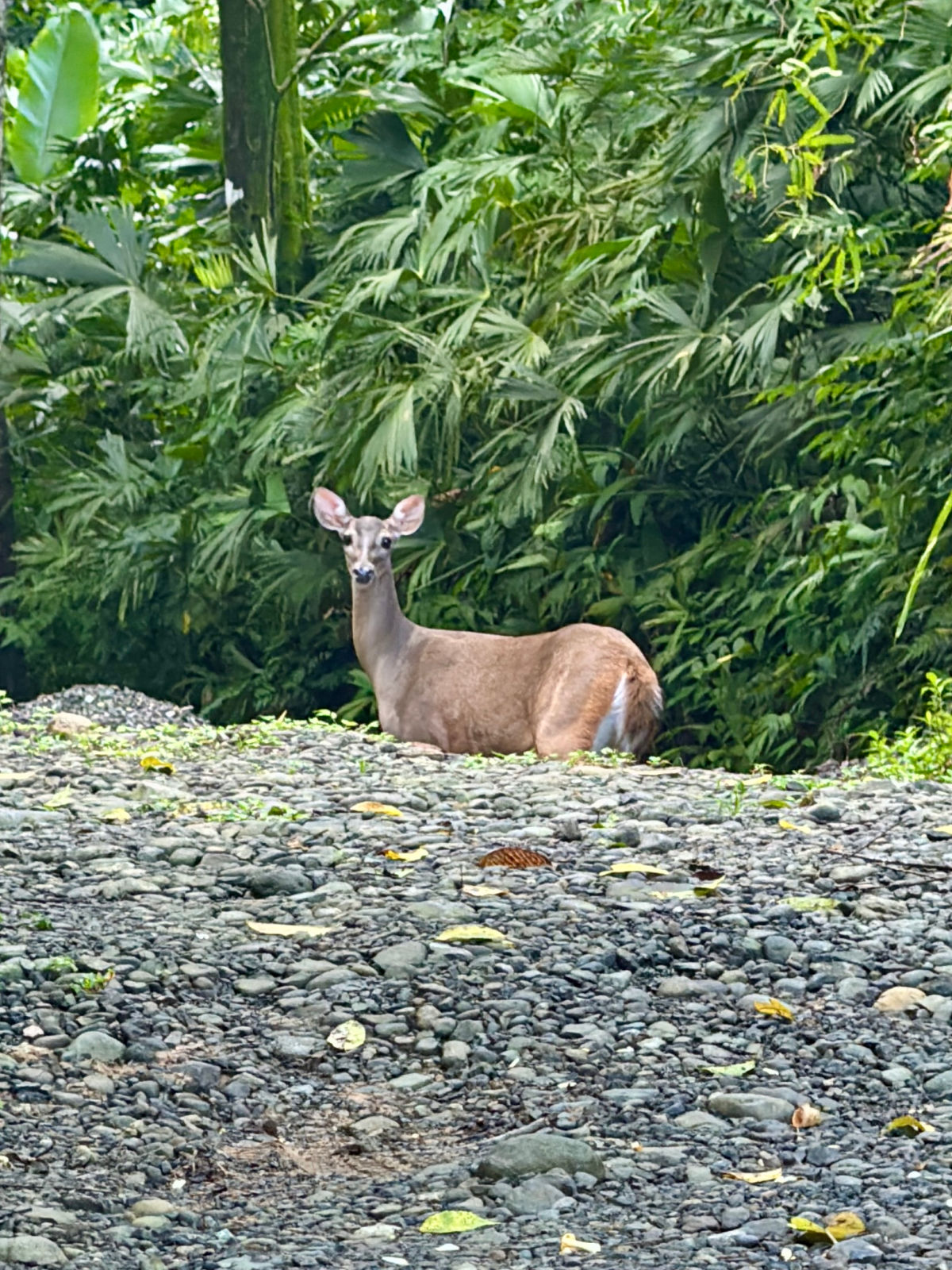 A deer resting on rocky ground at the edge of dense Costa Rican rainforest greenery.