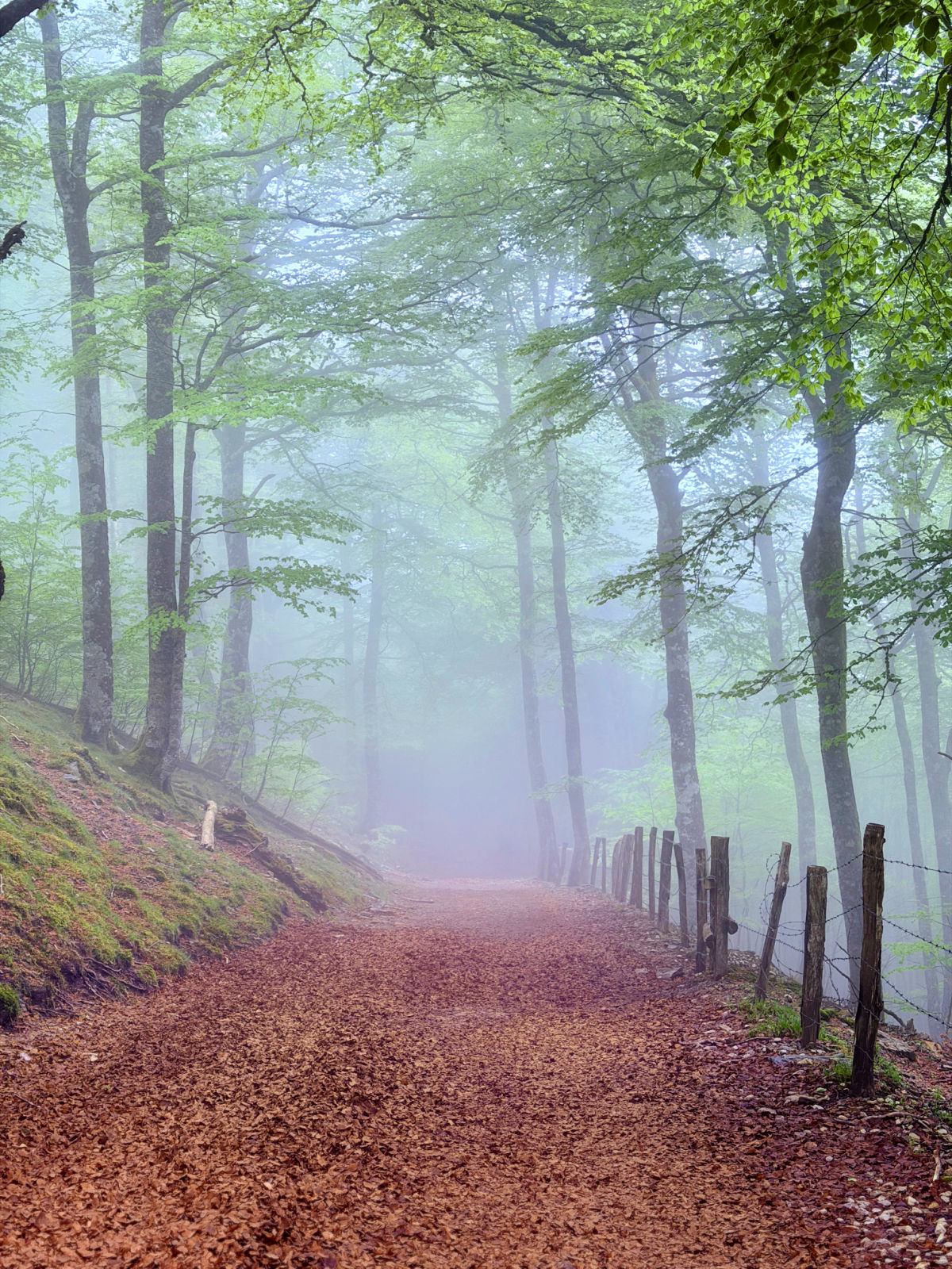 Misty forest path along the Camino de Santiago, with towering trees, a rustic fence, and fog drifting through the woodland.