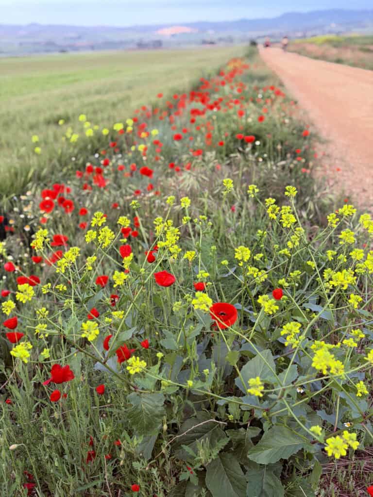 Wild red poppies and yellow flowers blooming beside a gravel Camino trail, with rolling countryside stretching into the distance.