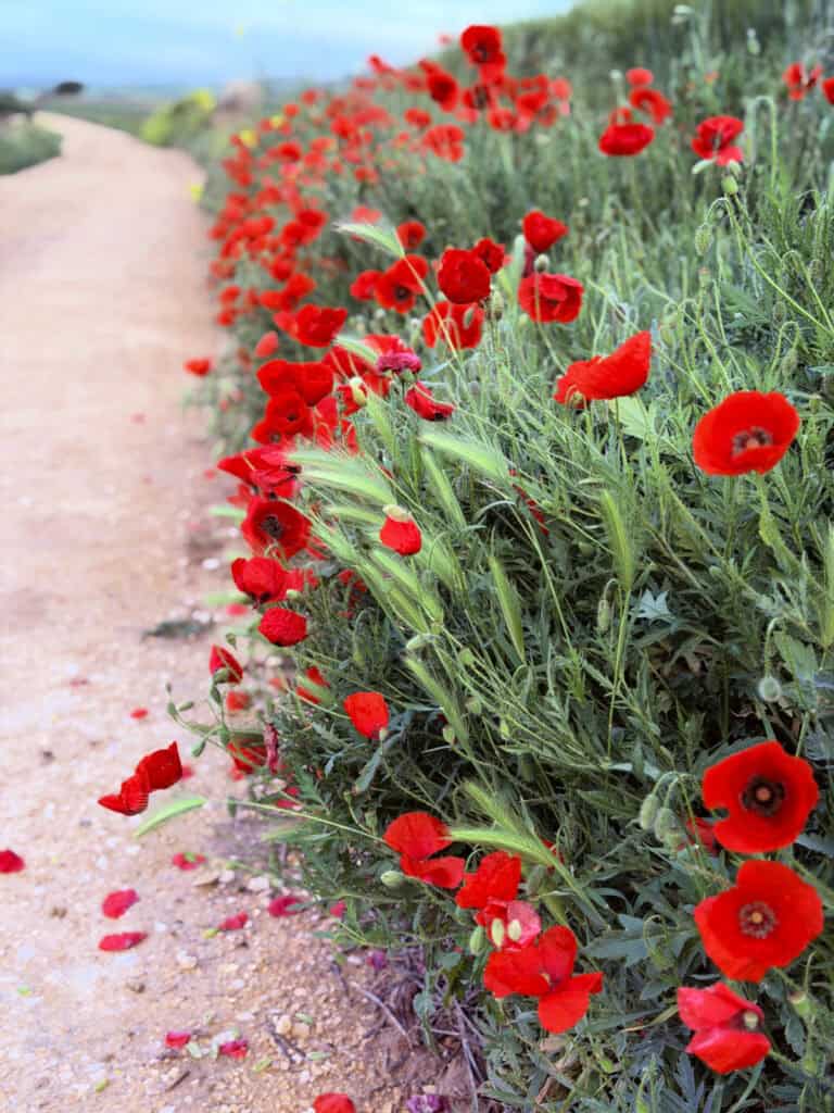 Bright red poppies lining the edge of a dusty Camino path, creating a colorful display beside the walking route.