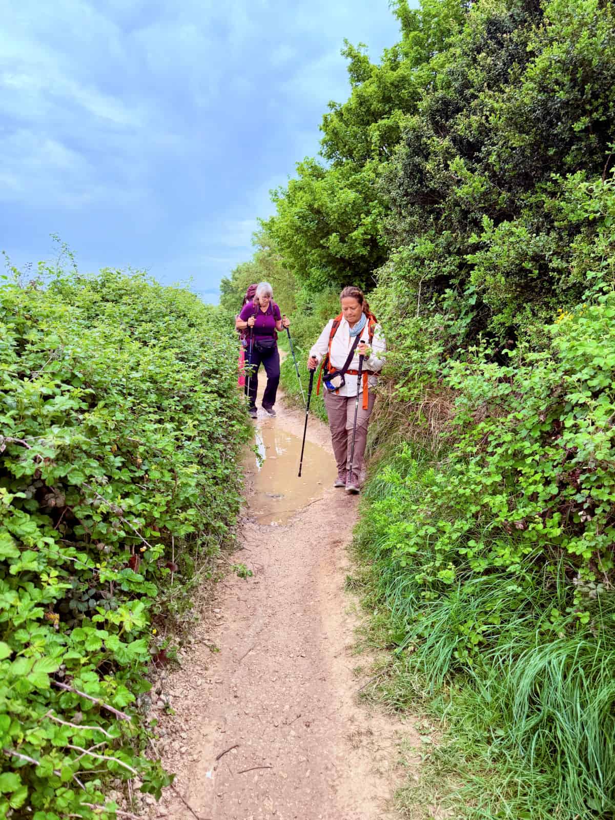 Pilgrims navigating a muddy section of the Camino trail bordered by lush green hedges after recent rain.