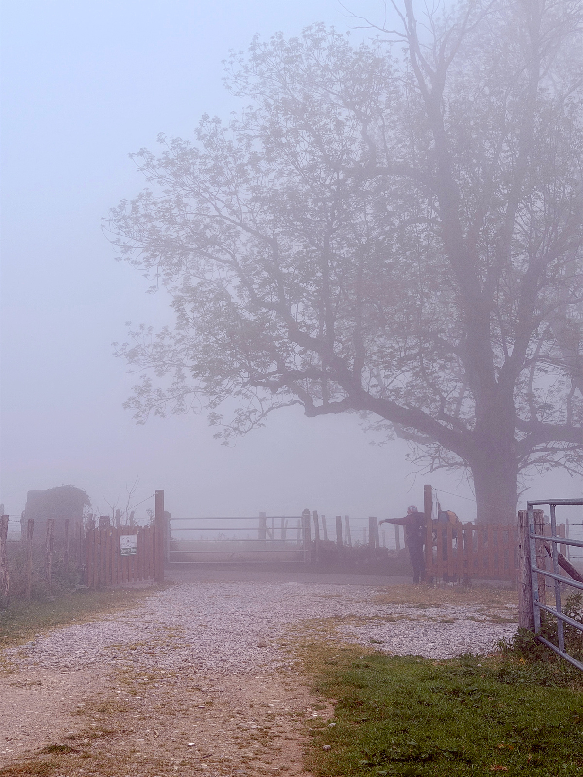 Foggy morning outside Auberge Borda with a large tree and farm gate along the Camino de Santiago.