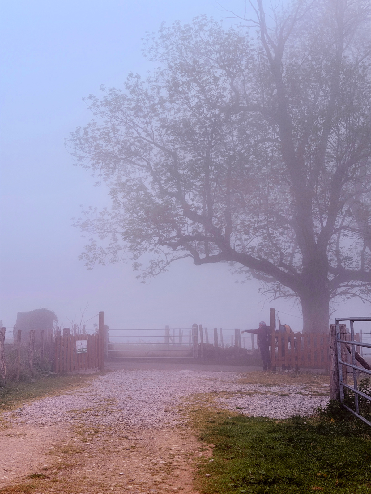 Thick fog surrounding a large tree and mountain trail while crossing the Pyrenees.