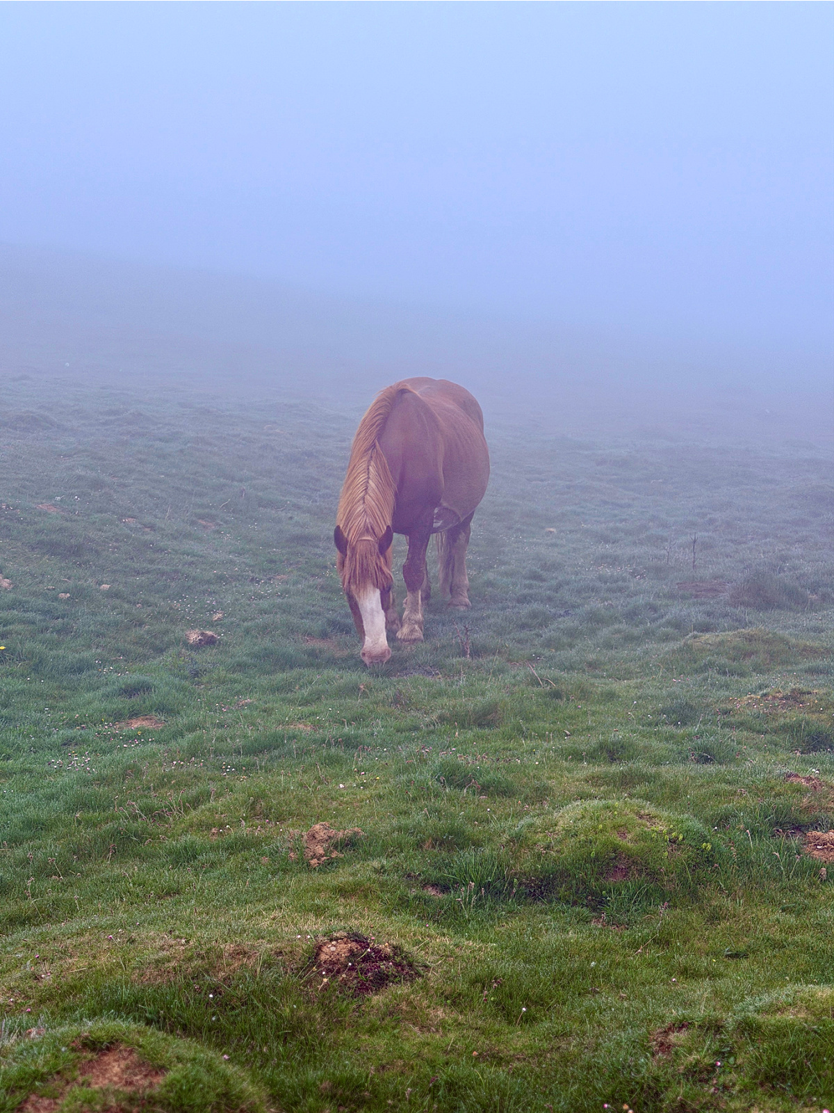 Horse grazing in a foggy mountain pasture along the Camino Francés.