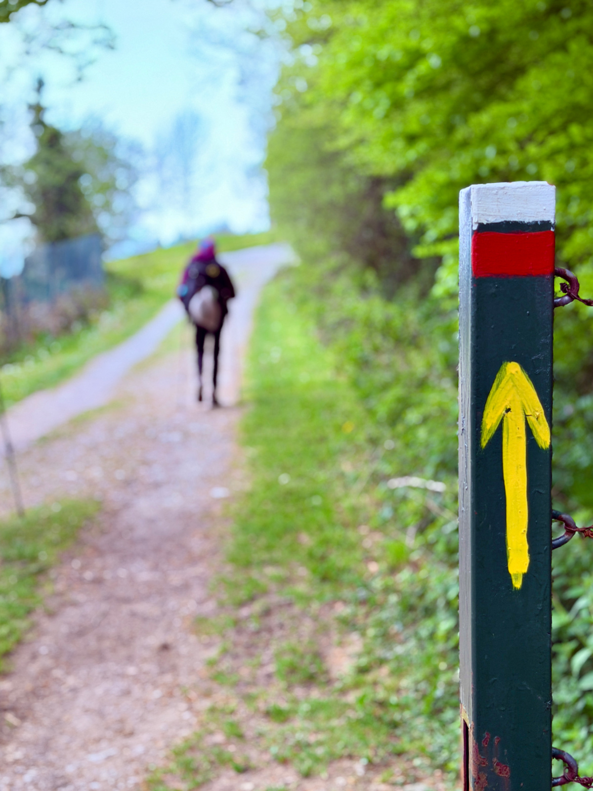 Yellow Camino arrow on a trail marker with a pilgrim walking ahead through the green forest.