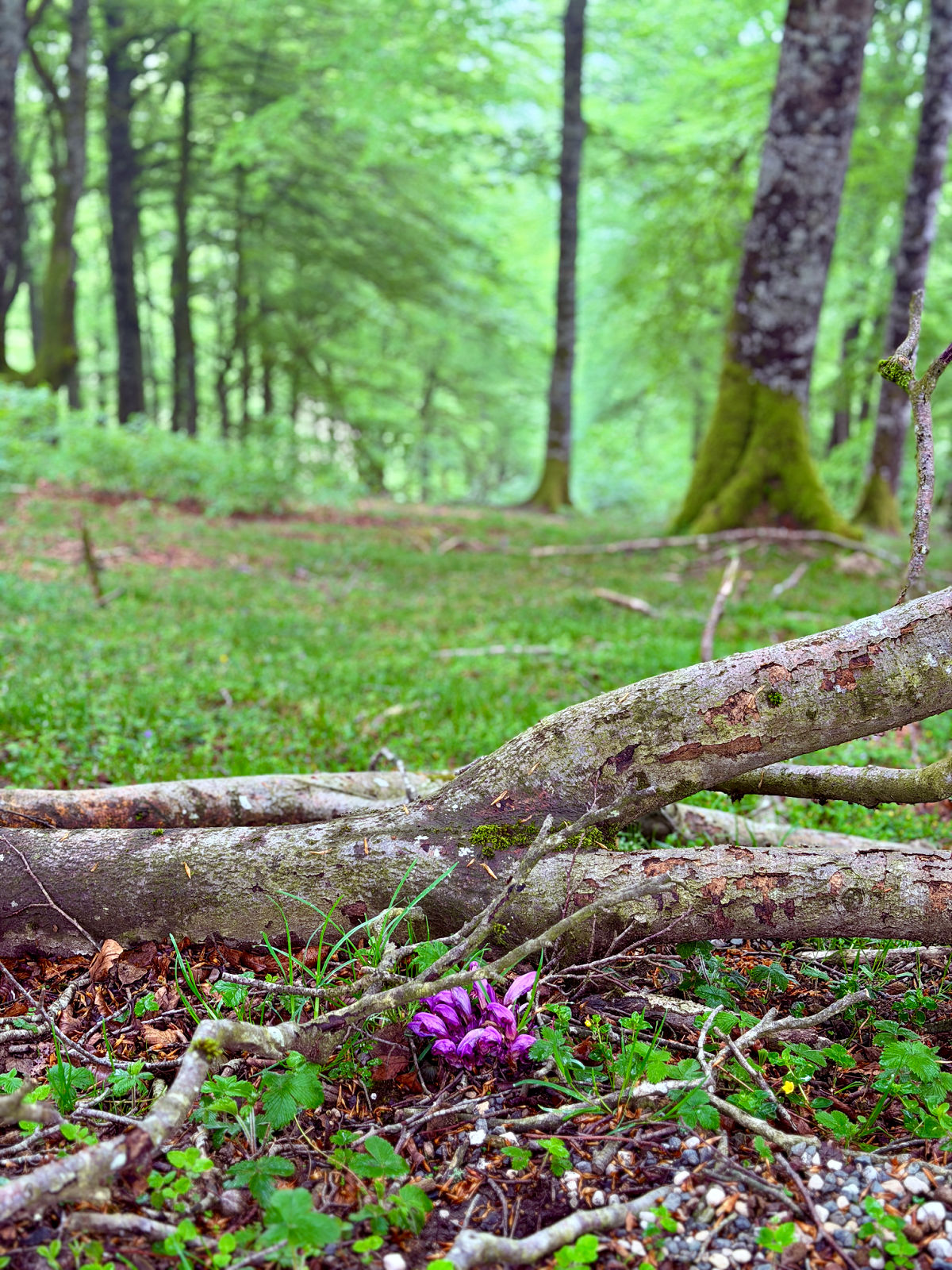Purple wildflowers growing beneath fallen branches in a lush Pyrenees forest.
