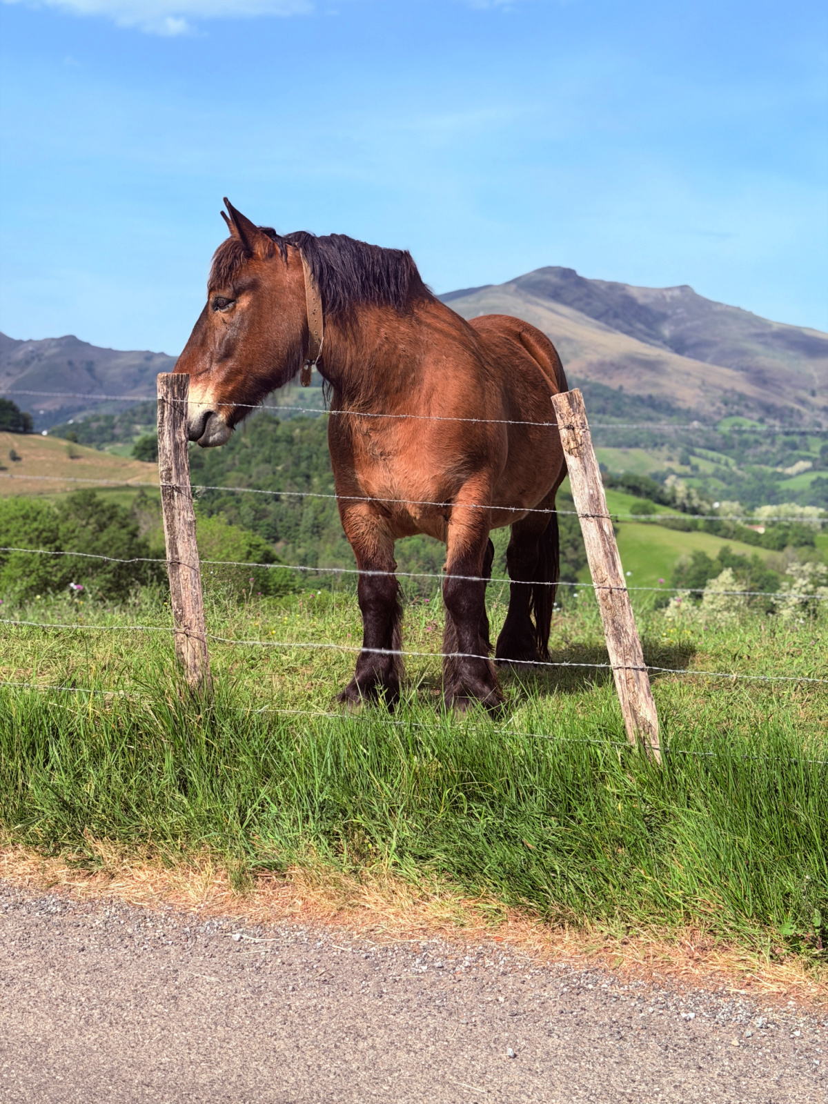 Brown horse standing behind a fence with green hills and the Pyrenees mountains in the background.