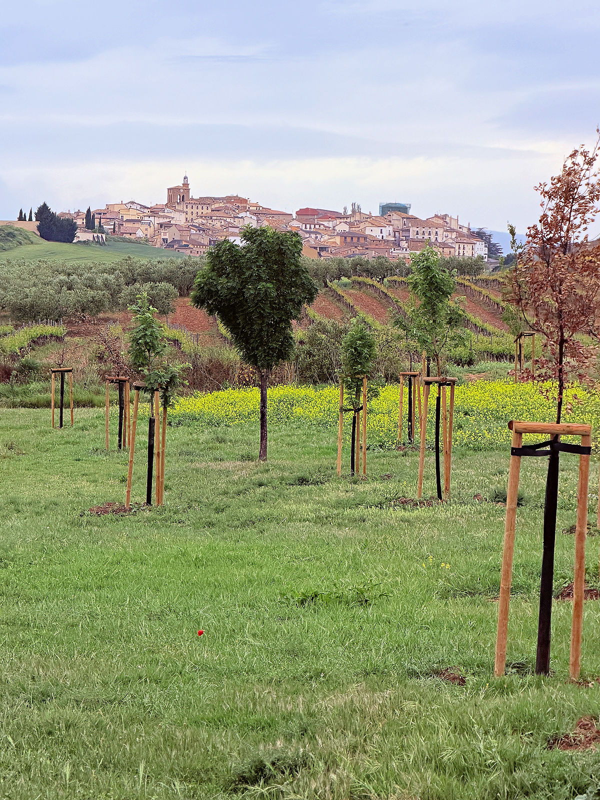 View of a Spanish hilltop town beyond a green field and vineyard.