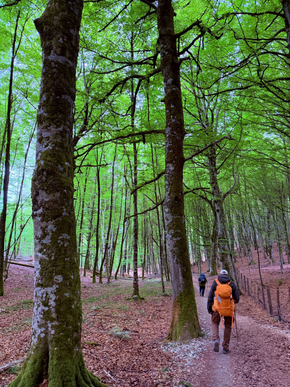 Shaded Camino trail winding through a forest in northern Spain.