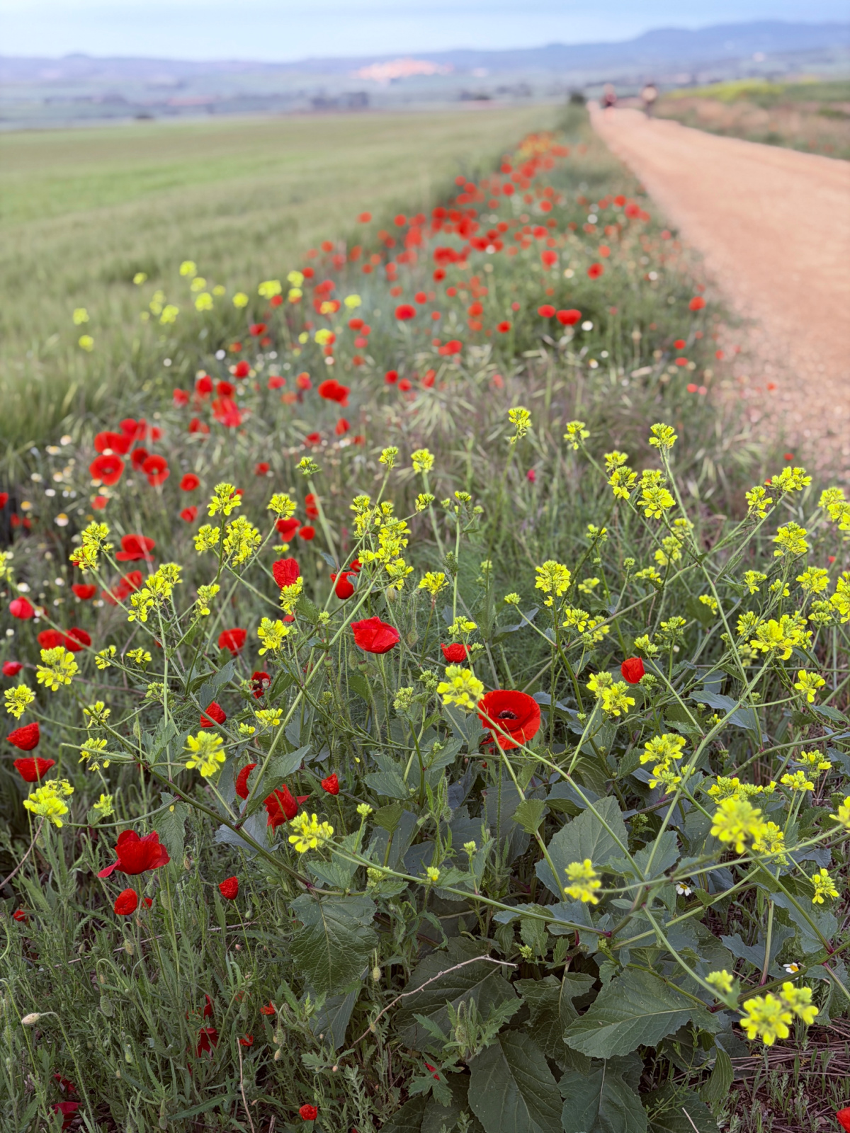 Red poppies and yellow wildflowers growing beside a dirt Camino trail in Spain.