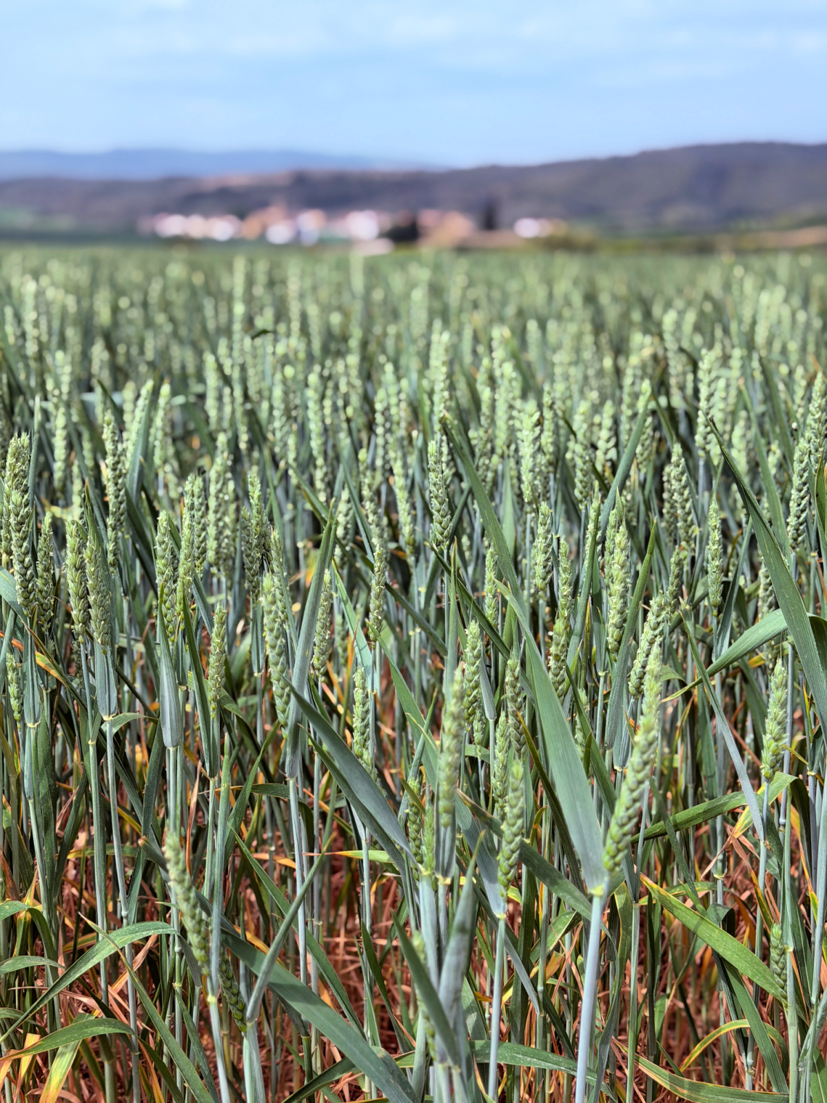 Close-up of green wheat growing in a field with hills and a village in the distance.
