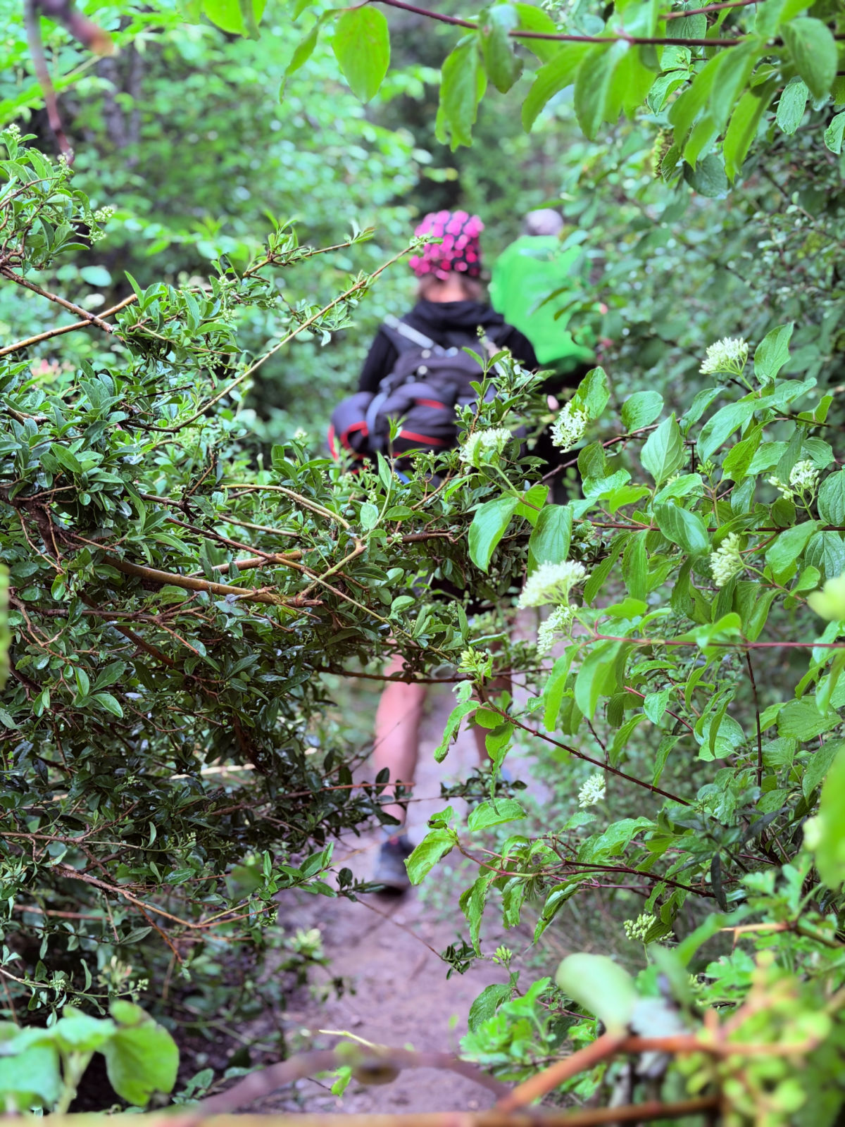 Camino pilgrim walking along a narrow trail surrounded by dense green vegetation.