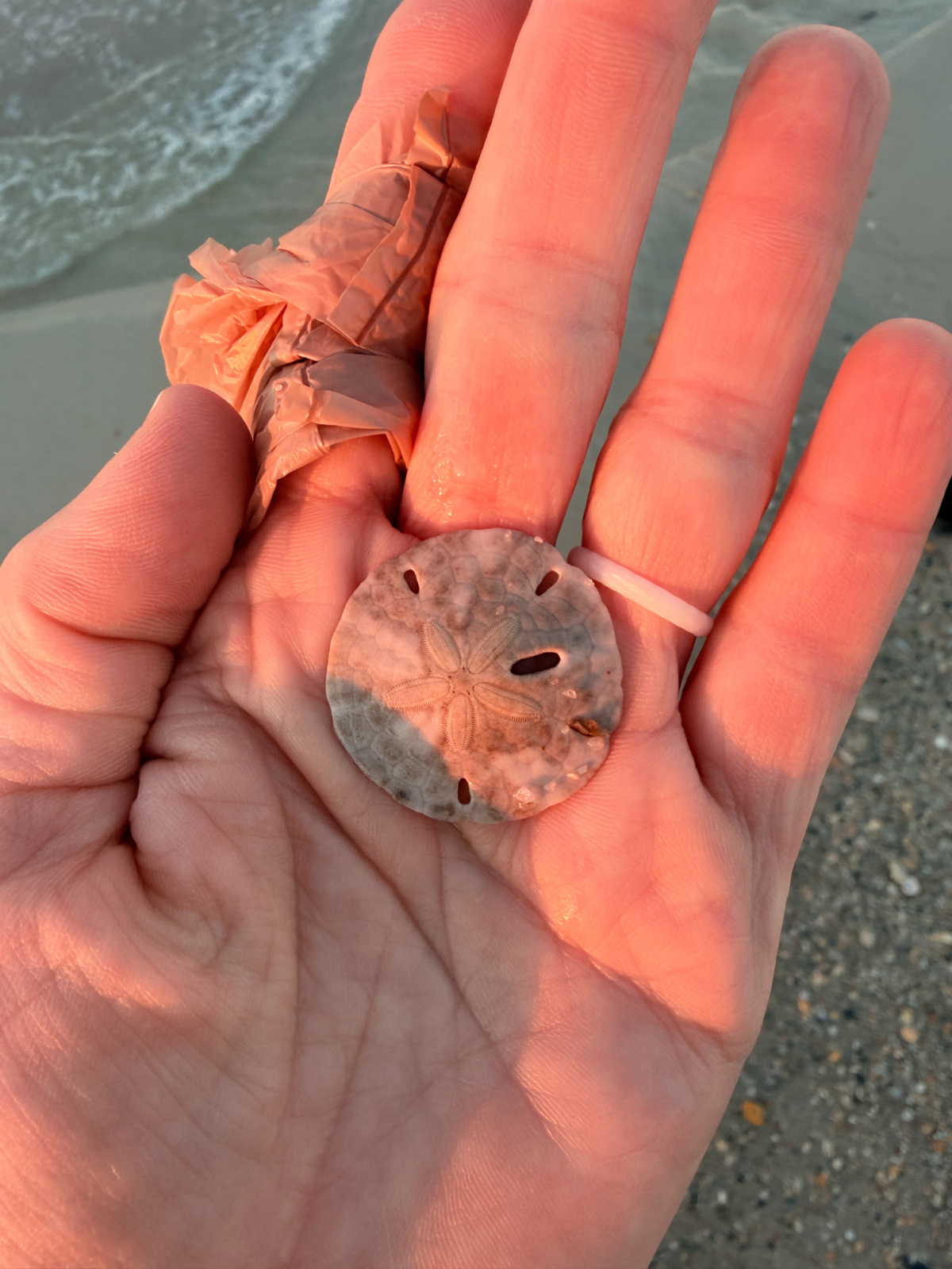 Hand holding a sand dollar found on the beach at sunrise in Orange Beach, Alabama.