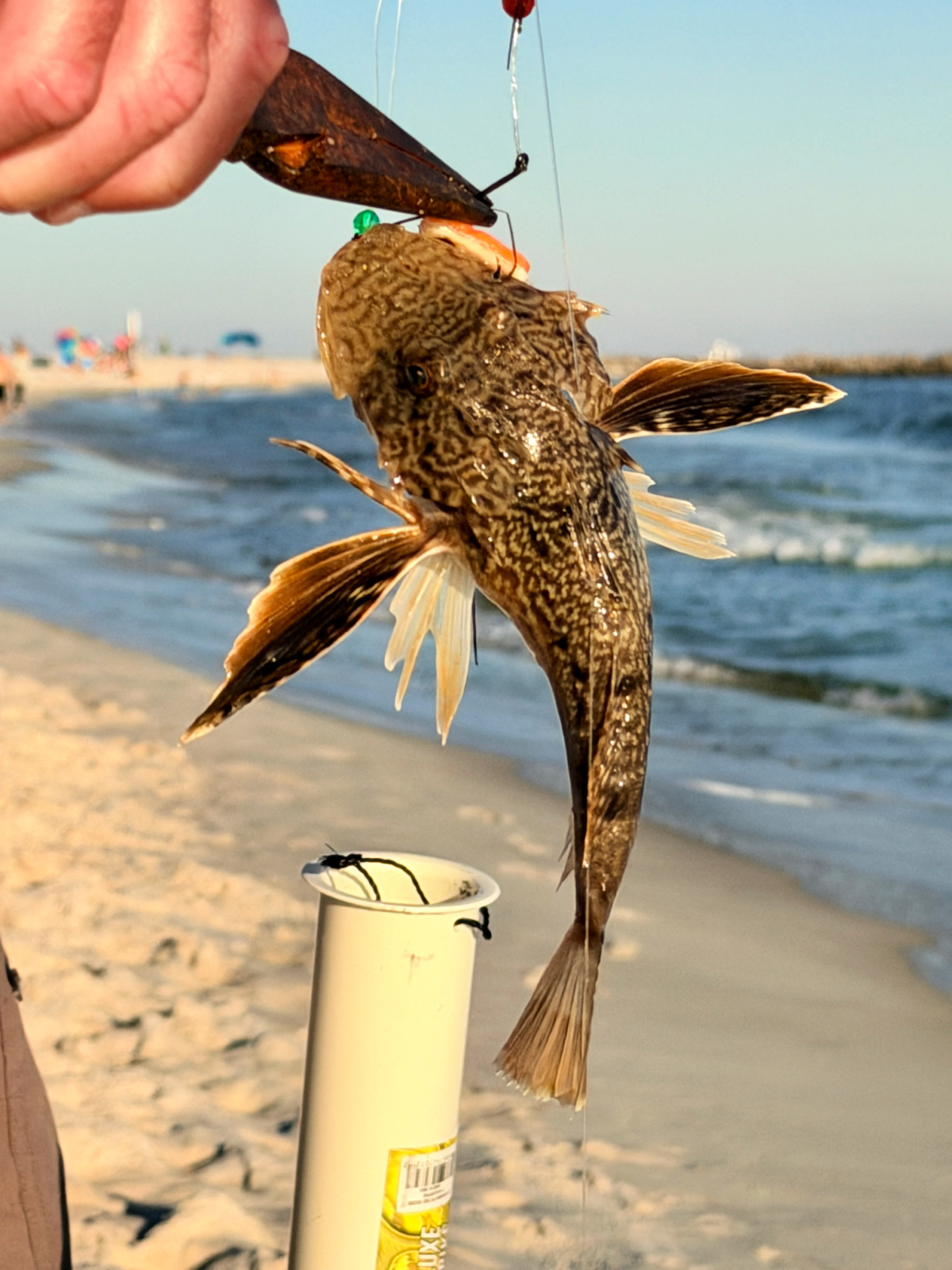 Sea robin fish with wing-like fins caught while surf fishing on the beach in Orange Beach, Alabama.